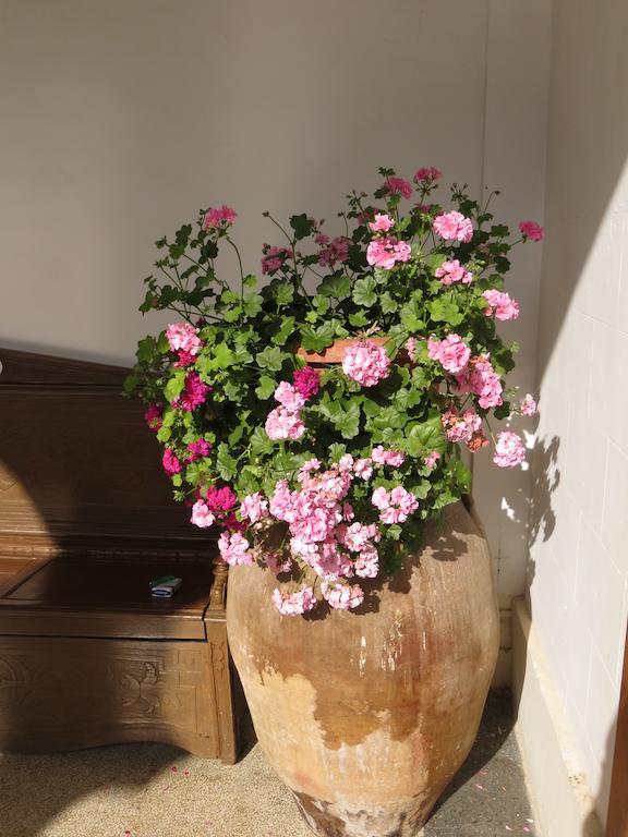 B&B Casa Cavalli Lucera Eksteriør billede